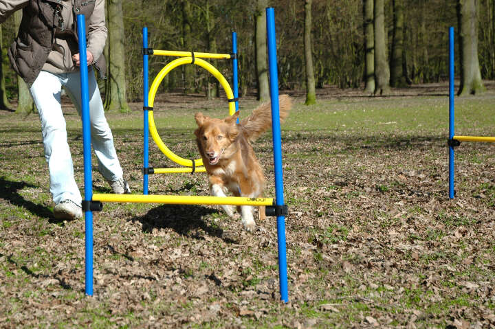 dobar Agility Hürden- und Sprung-Set 3-teilig